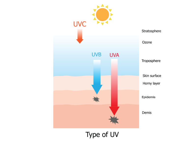 ความแตกต่างการเข้าถึงชั้นผิวรังสี UVA UVB UVC